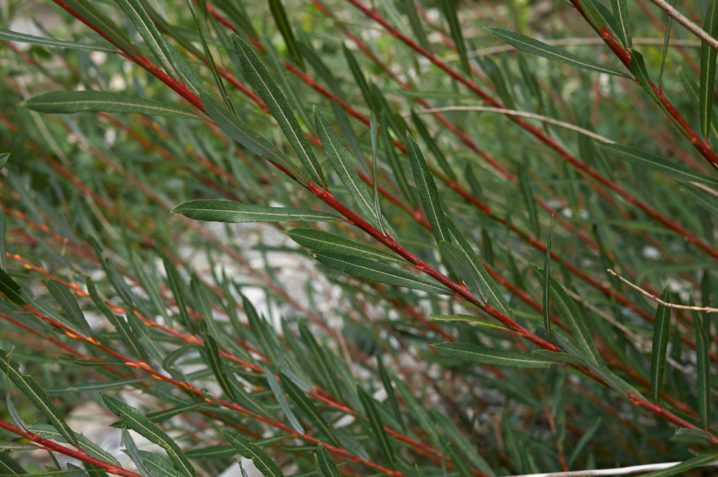 Dverg-rødpil – Stell, beskjæring og blomstring Dverg-rødpil