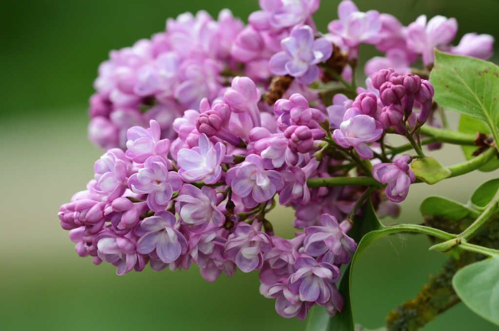 Dvergsyrin – Stell, beskjæring og blomstring Dvergsyrin