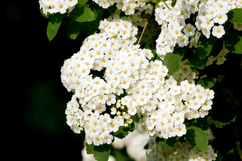 Gentspirea
