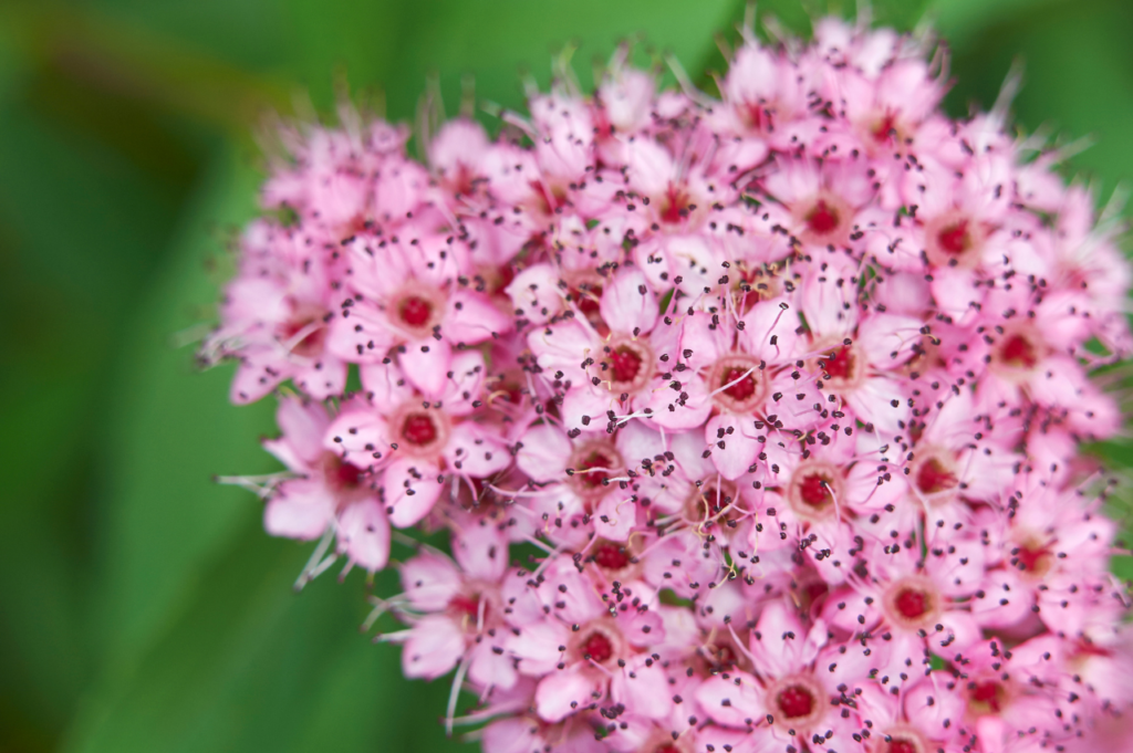 Japanspirea – Stell, beskjæring og blomstring Japanspirea