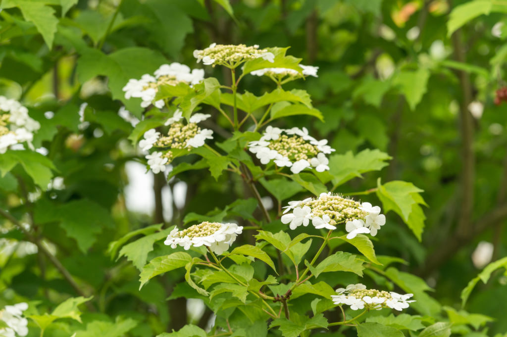 Krossved – Stell, beskjæring og blomstring Krossved