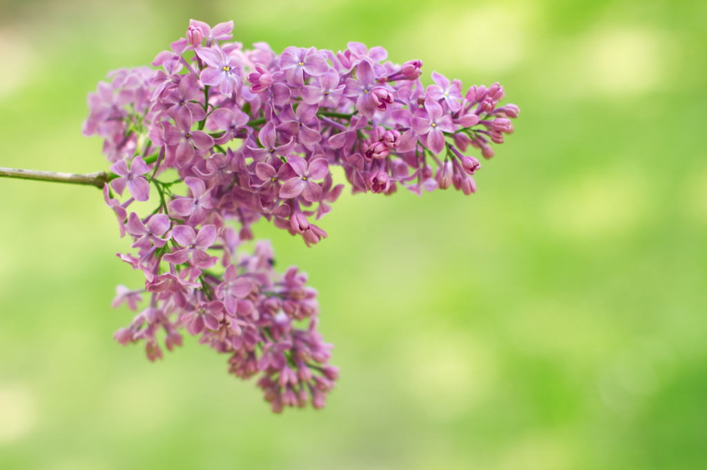 Nikkesyrin – Stell, beskjæring og blomstring Nikkesyrin