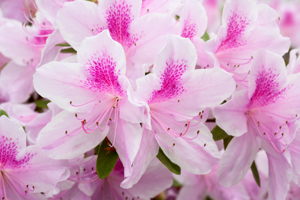 Rododendron – Stell, beskjæring og blomstring Rododendron - Stell, beskjæring og blomstring