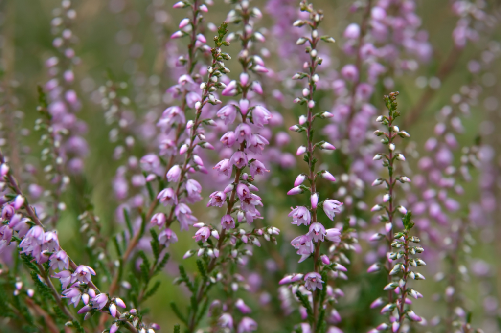 Rosslyng – Stell, beskjæring og blomstring Rosslyng
