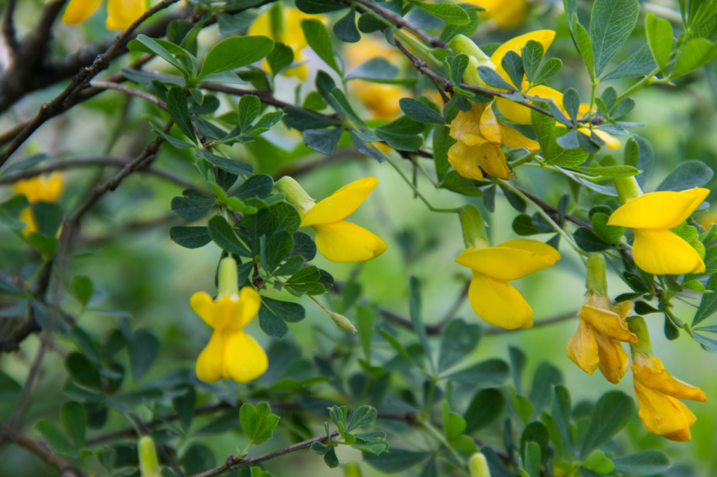Sibirertebusk – Stell, beskjæring og blomstring Sibirertebusk