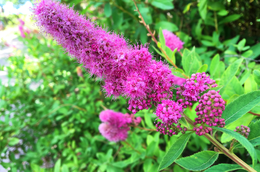 Skrinnespirea – Stell, beskjæring og blomstring Skrinnespirea