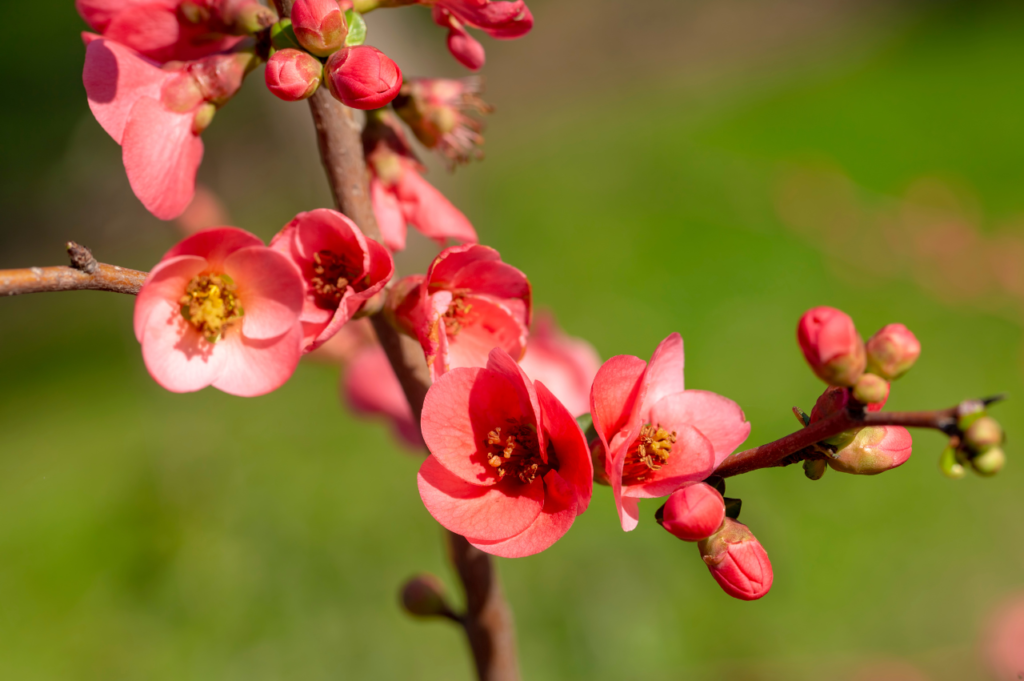 Storildkvede – Stell, beskjæring og blomstring Storildkvede - Stell, beskjæring og blomstring