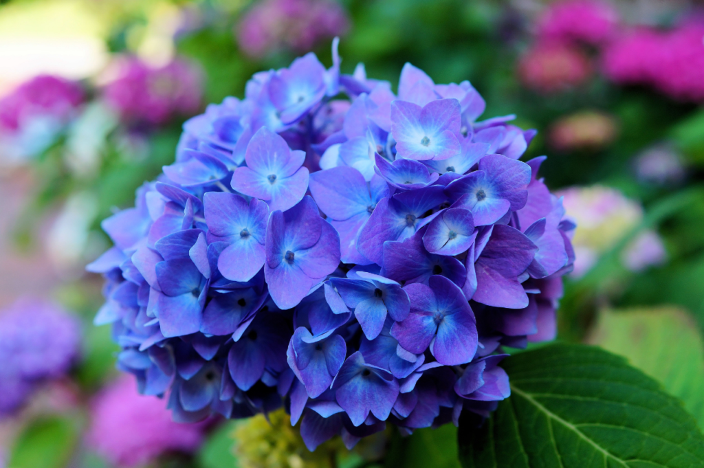 Stuehortensia – Stell, beskjæring og blomstring Stuehortensia