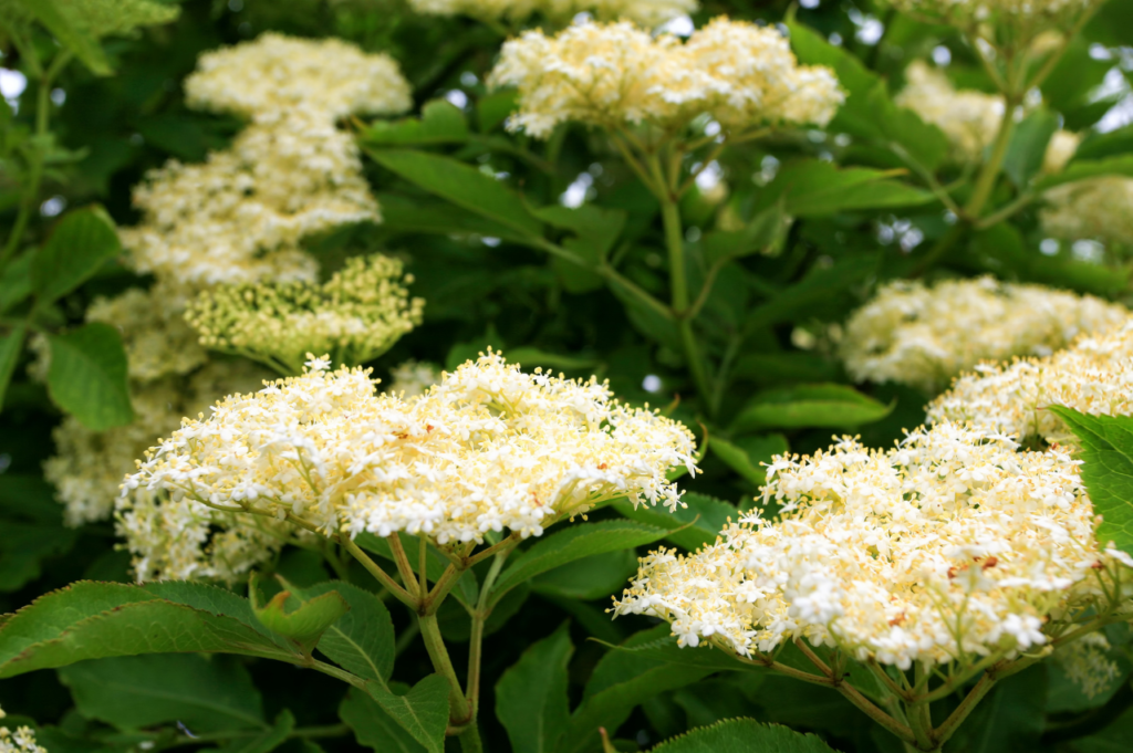 Svarthyll – Stell, beskjæring og blomstring Svarthyll