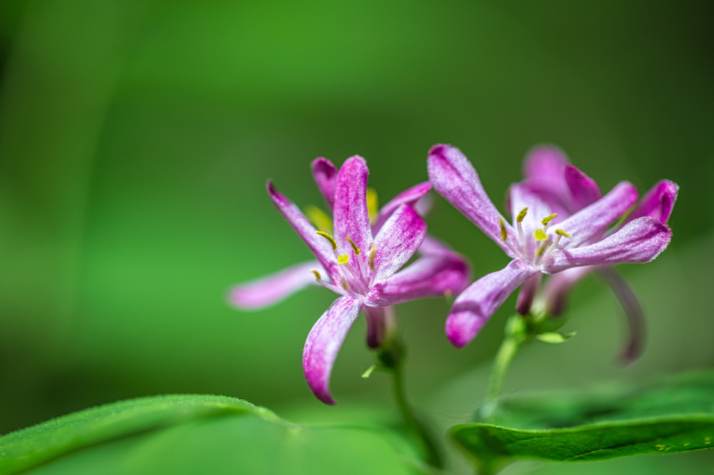 Tatarleddved – Stell, beskjæring og blomstring Tatarleddved Stell, beskjæring og blomstring