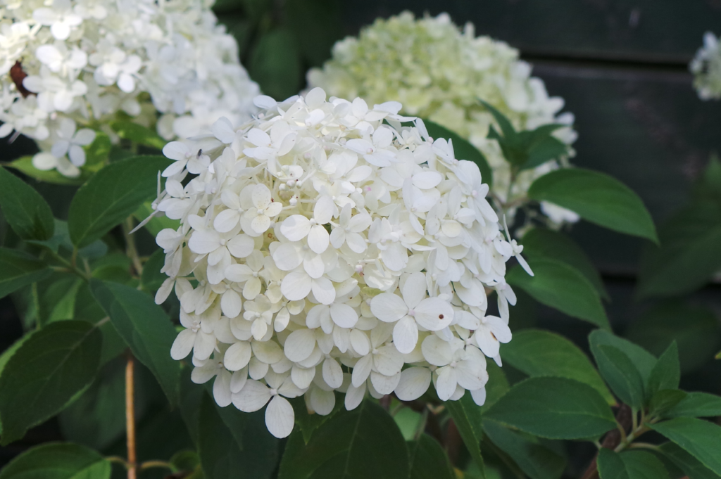 Vierhortensia – Stell, beskjæring og blomstring Vierhortensia