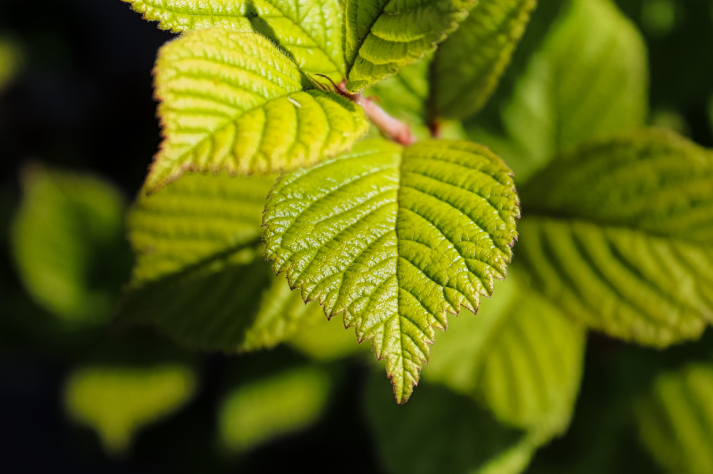 Villhassel – Stell, beskjæring og blomstring Villhassel