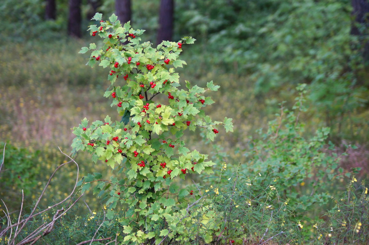 Alperips - Stell, beskjæring og blomstring
