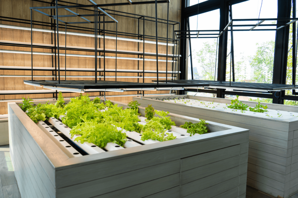 Hvordan dyrke salat innendørs